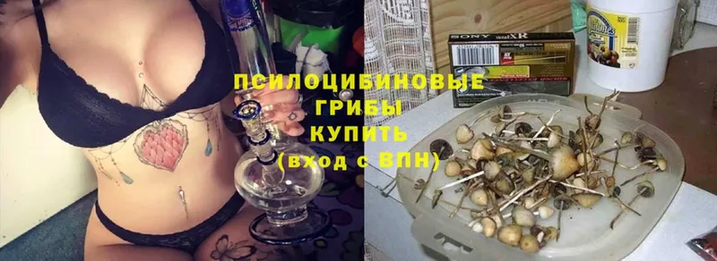 Псилоцибиновые грибы Cubensis  Кизел 